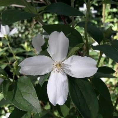 Clematis montana — flower