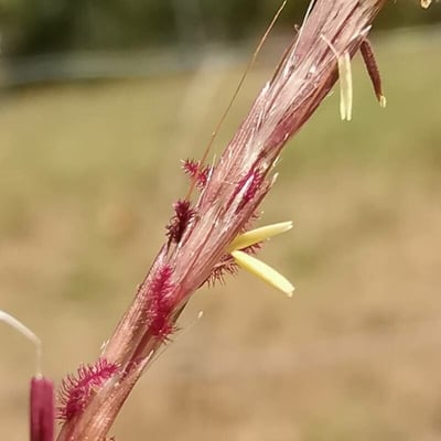 Bothriochloa ischaemum — flower