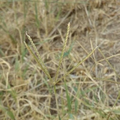 Cynodon dactylon — flower