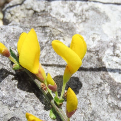 Cytisus decumbens — flower
