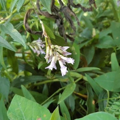 Amphicarpaea bracteata — flower