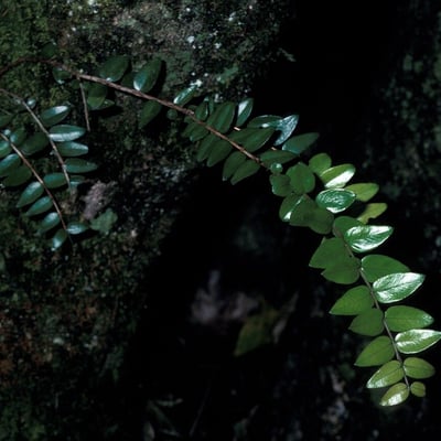 Metrosideros diffusa — bark