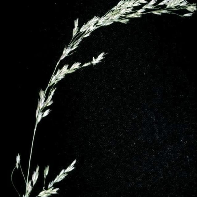 Cinna latifolia — fruit