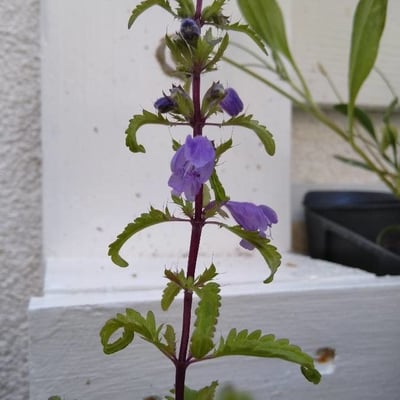 Dracocephalum moldavica — flower