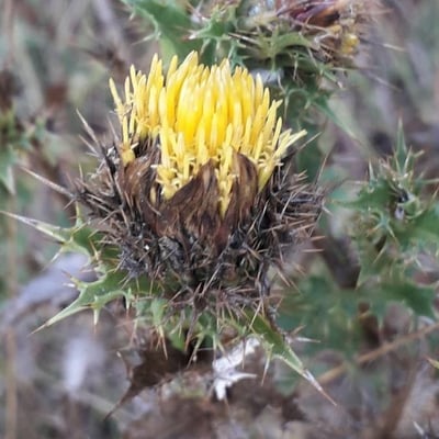 Carlina vulgaris — flower