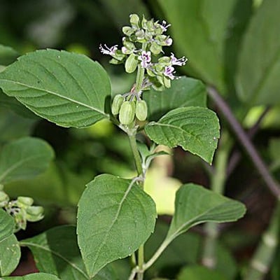 Ocimum campechianum — flower