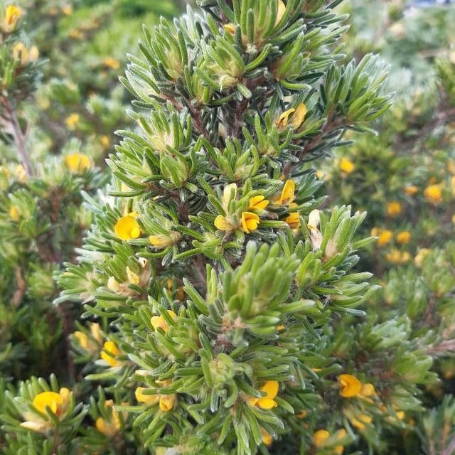 Pultenaea daphnoides — flower