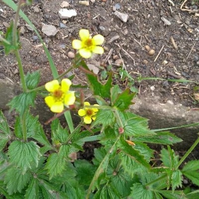 Geum aleppicum — flower
