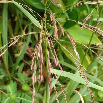 Tridens flavus — flower