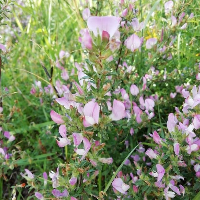 Ononis mitissima — flower