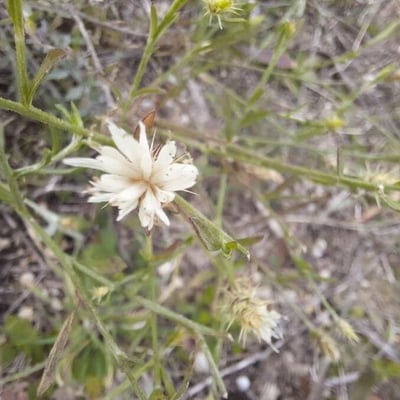 Centaurea diffusa — flower