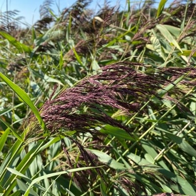 Calamagrostis canescens — flower