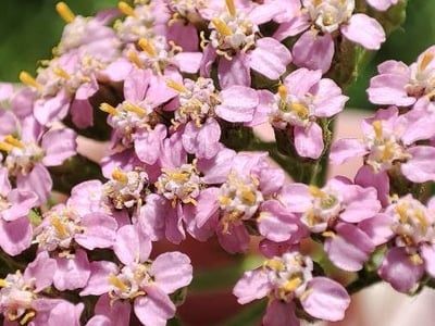 Achillea asiatica