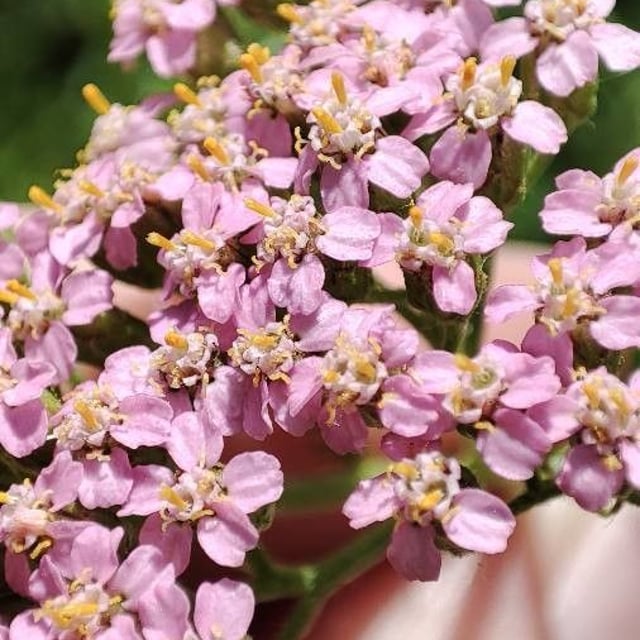 Achillea asiatica