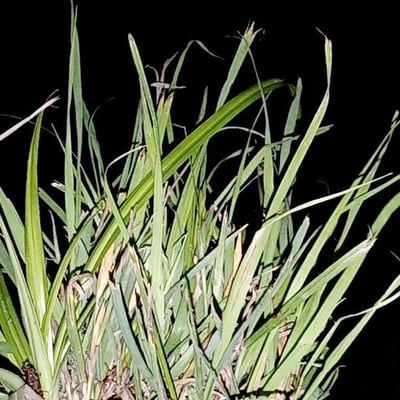 Paspalum vaginatum — leaf