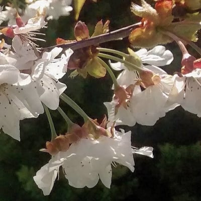 Prunus cerasus — flower