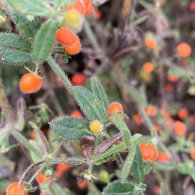 Galium hypocarpium — leaf