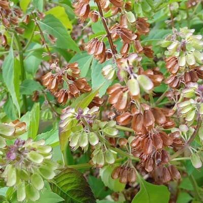 Ocimum campechianum — flower