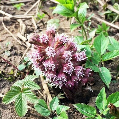 Petasites hybridus — flower