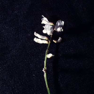 Vicia caroliniana — flower