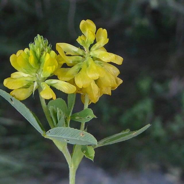 Trifolium aureum — flower