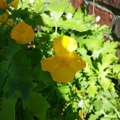 Stylophorum diphyllum — flower