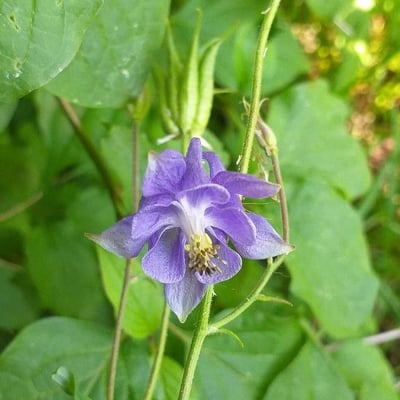 Aquilegia vulgaris — flower