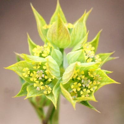 Bupleurum baldense — flower