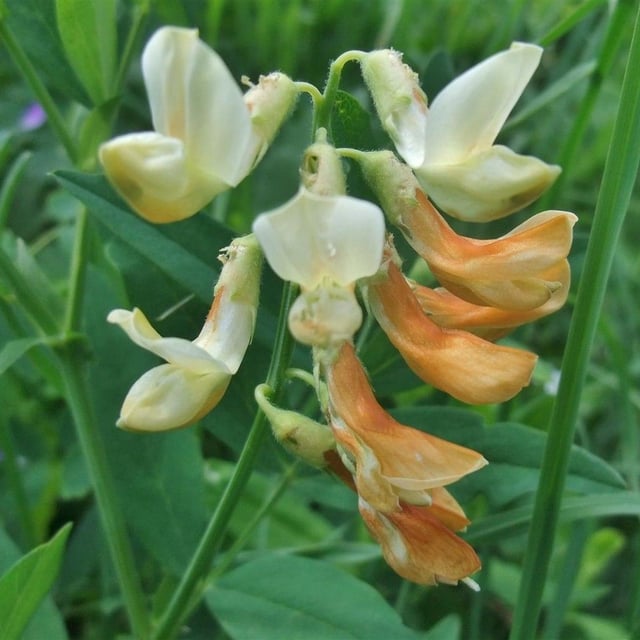 Lathyrus laevigatus — flower