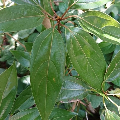 Neolitsea sericea — leaf