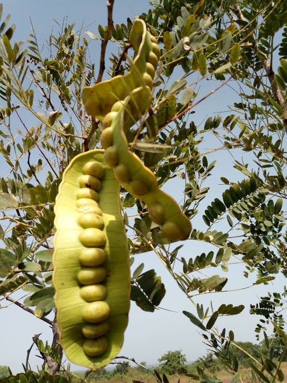 Entada africana