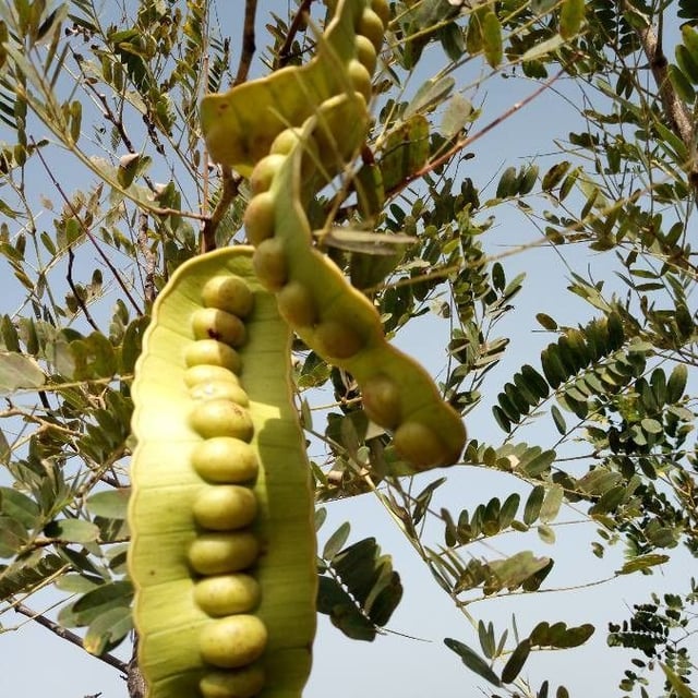 Entada africana
