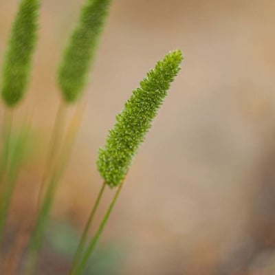 Rostraria cristata — flower