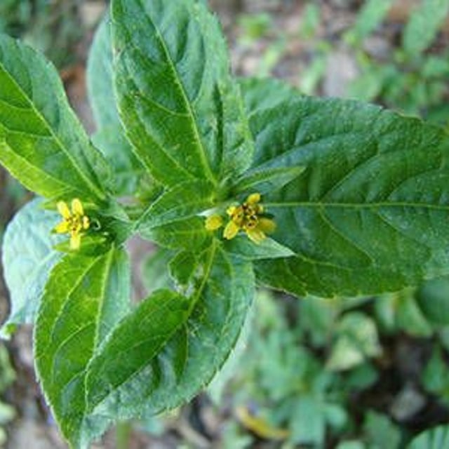 Synedrella nodiflora — flower