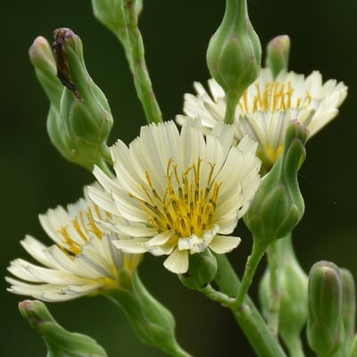 Lactuca indica — flower