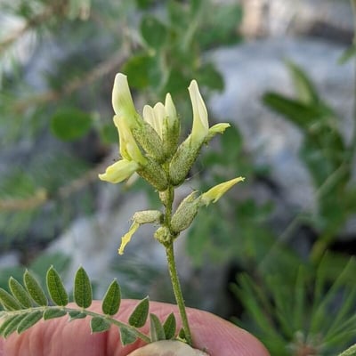 Astragalus cicer — flower