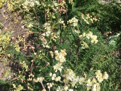 Dropwort