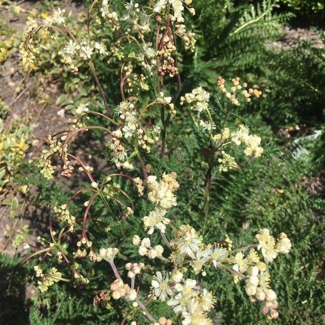 Dropwort