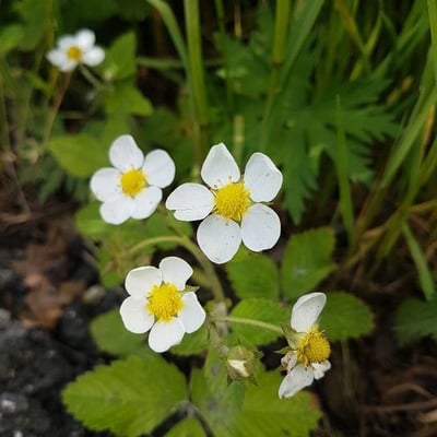 Fragaria moschata — flower