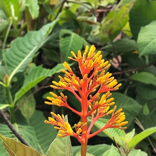 Palicourea guianensis — flower