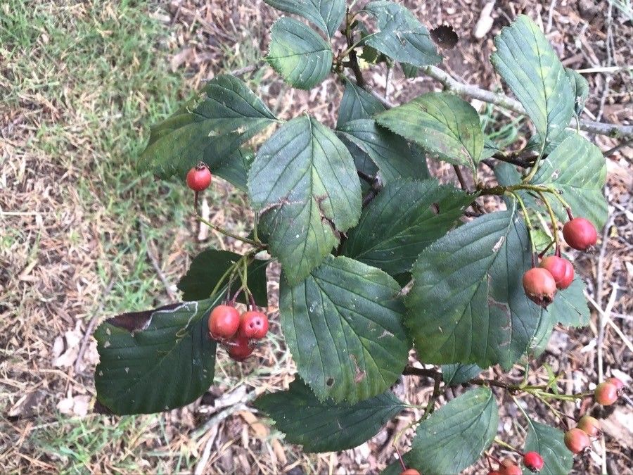 Succulent hawthorn