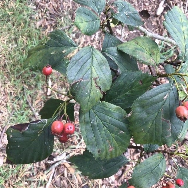Crataegus succulenta — leaf