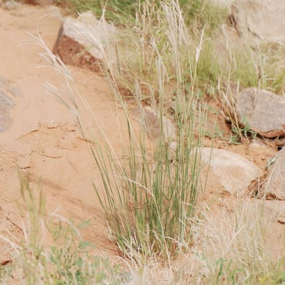 Schoenefeldia gracilis — habit