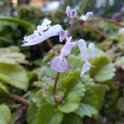 Plectranthus parviflorus — flower