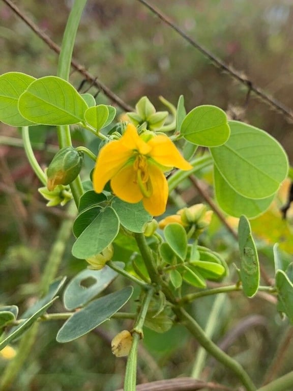 Foetid cassia