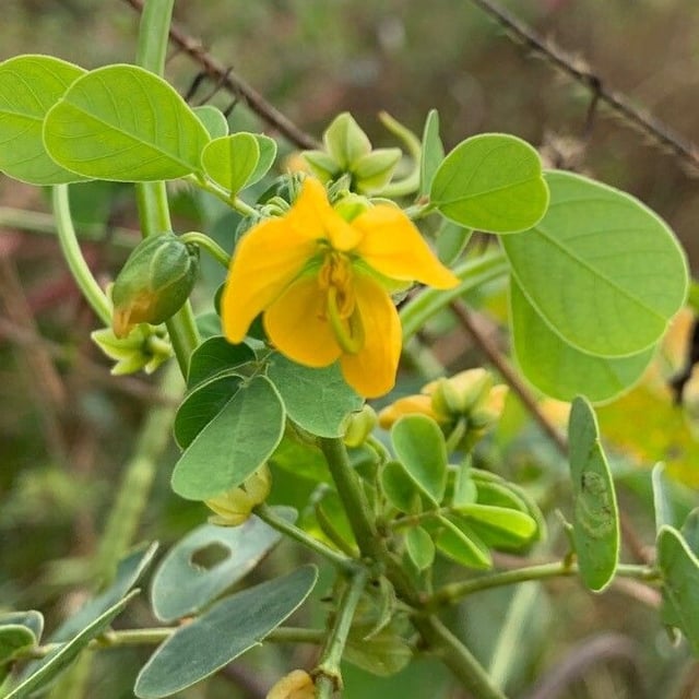 Foetid cassia