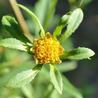 Bidens frondosa — flower
