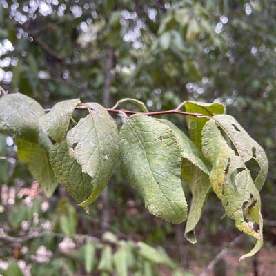 Prunus americana — leaf