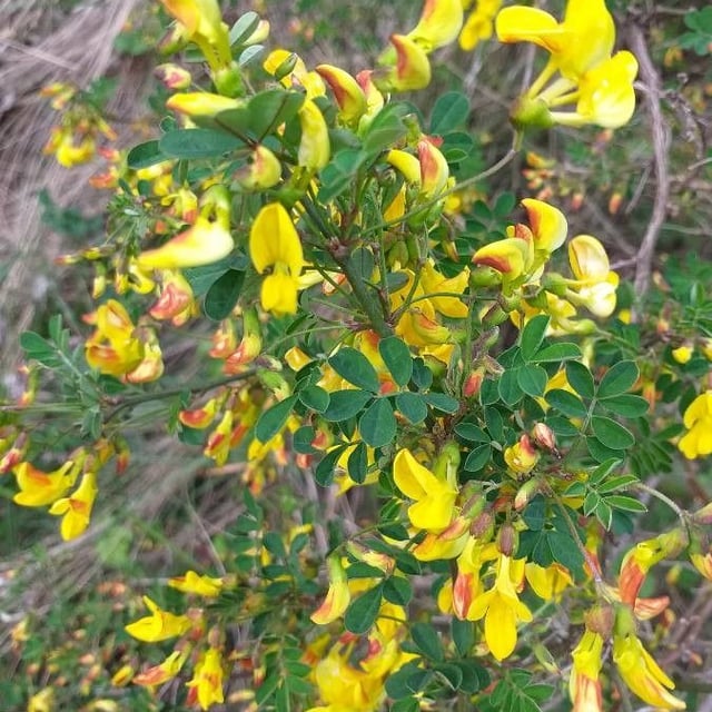 Hippocrepis emerus — flower