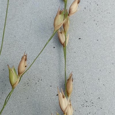 Panicum virgatum — flower